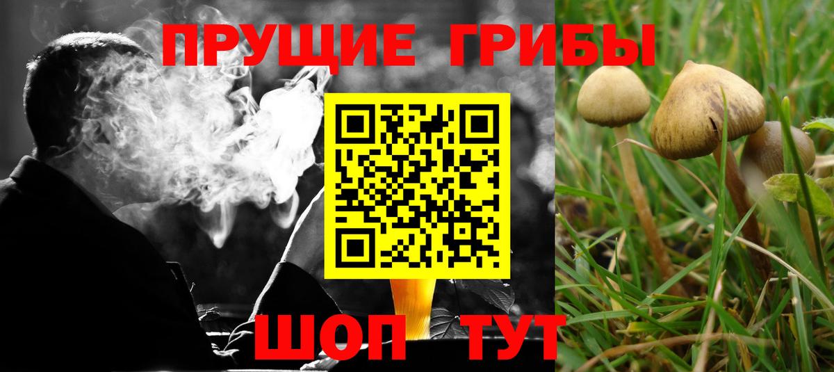 Галлюциногенные грибы Magic Shrooms  что такое   Вход с VPN  Кингисепп  Псилоцибиновые грибы ЛСД 